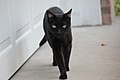 Image 2Some cultures are superstitious about black cats, ascribing either good or bad luck to them. (from Cat)