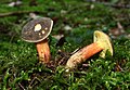 Boletus chrysenteron