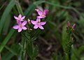 * Nomination Centaurium erythraea --Alchemist-hp 22:54, 30 July 2010 (UTC) * Promotion  Comment Should be cropped IMO --Llez 05:39, 31 July 2010 (UTC) Now croped. --Alchemist-hp 18:42, 1 August 2010 (UTC) Better now --Llez 16:57, 2 August 2010 (UTC)