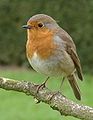 A European robin