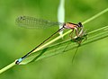 * Nomination Blue-tailed damselfly with prey. --Quartl 13:53, 6 August 2010 (UTC) * Promotion --ComputerHotline 14:18, 6 August 2010 (UTC)