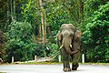 Asiatic elephant, Khao Yai