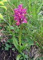 Dactylorhiza sambucina