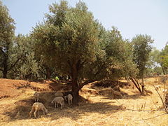 بستان زيتون