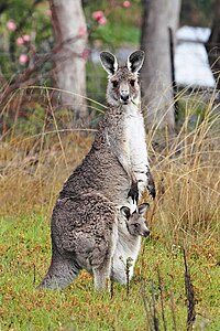 Austrumu pelēkais ķengurs (Macropus giganteus)