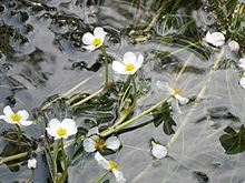 2016 Flutender Wasserhahnenfuß