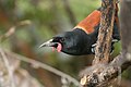 El tieke de Nueva Zelanda presenta carúnculas colgantes a los lados del pico.