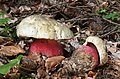 Boletus satanas