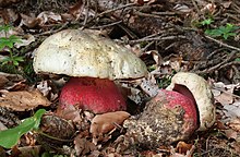 Two Satan's boletes on the forest floor, one knocked over, red pores showing.