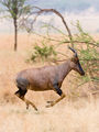 * Nomination A galloping Topi in Serengeti --Ikiwaner 13:07, 18 August 2010 (UTC) * Promotion Good pan. --Iotatau 13:12, 18 August 2010 (UTC)