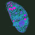 Flickr - Toxoplasma gondii, mais finalement je préfère Fichier:Toxoplasma gondii.jpg