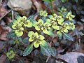 Mokrýš Chrysosplenium macrostemon