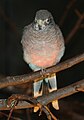 Bourke's Parrot