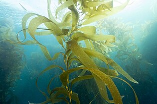 Giant kelp is technically a protist since it is not a true plant, yet it is multicellular and can grow to 50 m (160 ft).