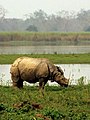 কাজিৰঙা ৰাষ্ট্ৰীয় উদ্যানৰ বিখ্যাত এশিঙীয়া গঁড়।