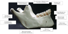 Seitliche Ansicht des Unterkiefers