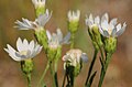 Solidago ptarmicoides