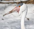 Wattled Crane