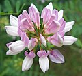 Purple Crown Vetch