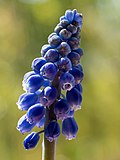 Thumbnail for File:Muscari botryoides-20210428-RM-121422.jpg