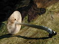 Pluteus cyanopus