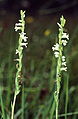 Spiranthe d'été (Spiranthes aestivalis).