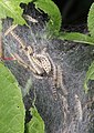 Yponomeuta evonymella