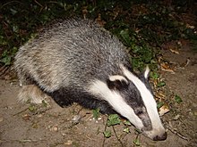 Badger-badger.jpg