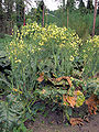 Broccoli flowering