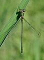 * Nomination Willow Emerald damselfly. --Quartl 08:33, 8 August 2010 (UTC) * Promotion  Support QI & Useful --Archaeodontosaurus 08:38, 8 August 2010 (UTC)