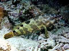 Epinephelus spilotoceps