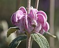 Phlomis herba-venti