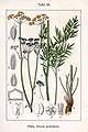 Silaum silaus (as syn. Silaus pratensis) vol. 12 - plate 20 in: Jacob Sturm: Deutschlands Flora in Abbildungen (1796)