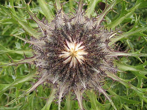 Silver thistle (Carlina acaulis)