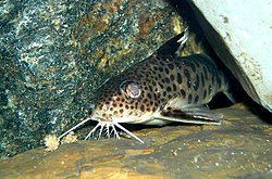 Synodontis multipunctatus