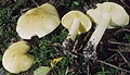 Tricholoma intermedium