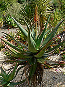 Aloe africana