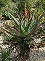 Αλόη η αφρικανική Aloe africana ("Africa Aloe").