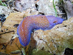 Carpathian Blue Slug