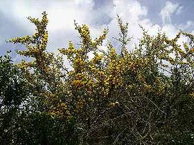 Ginestra spinosa Calycotome spinosa