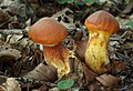 Suillus grevillei