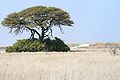 Vegetazione del Parco Etosha