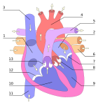 Biologie - coeur