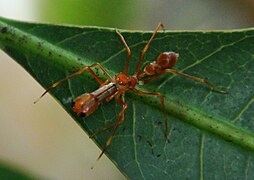 Kerengga Ant-like Jumper