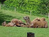 பயின் ட்டன் உயிர்க்காட்சியகம் (Paignton Zoo)