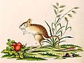 Northern three-toed jerboa