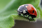 Coccinella septempunctata, a especie máis común en Galicia.