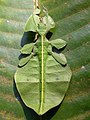 Phyllium sp., from the Western Ghats.