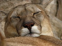 Puma (puma concolor puma) en el zoológico de Mendoza