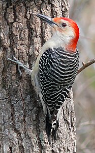 Melanerpes carolinus